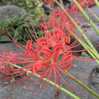 イワヒバ,ヒガンバナ(彼岸花),カラタネオガタマの実,家の庭風景の画像
