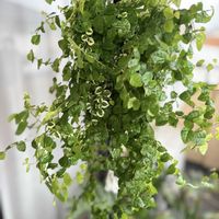 フィカス・プミラ,ドルフィンネックレス,観葉植物,ウッドデッキ,DAISO雑貨の画像