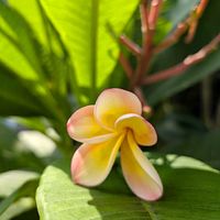 プルメリアの画像