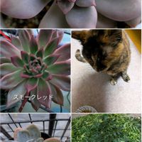 ニーム,エケベリア ラウイ,多肉植物,ベランダ多肉,ニャンニャン祭りの画像