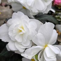 ヒガンバナ,ベゴニア,お彼岸のお供え,お出掛け先で…♡❊,お出掛け先で…♡❊の画像
