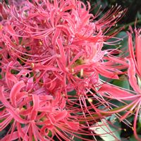 ヒガンバナ 赤,鉢植え,ガーデニング,彼岸花,曼珠沙華の画像