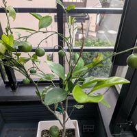 果樹,果樹栽培,家庭果樹,果樹のベランダ栽培,家庭菜園の画像