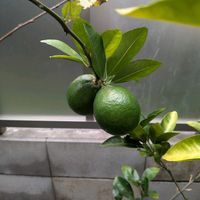 果樹,果樹栽培,家庭果樹,果樹のベランダ栽培,家庭菜園の画像