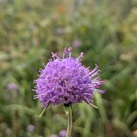 マツムシソウ,花のある暮らし,中之条ガーデンズの画像