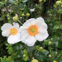 オクラ,シュウメイギク,秋明菊,オクラの花,オクラの花の画像
