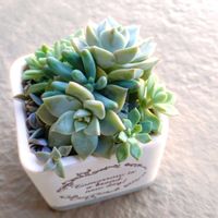 多肉植物,寄植え,ベランダの画像
