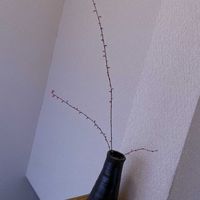 ミズヒキ,一輪挿し,iPhone撮影,asingleflowervase,階段/廊下の画像