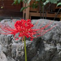 マンデビラ,マンデビラ,銀杏,多肉植物 寄せ植え,キンミズヒキの画像