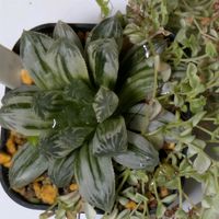琥珀,ハオルチア琥珀,多肉植物,葉挿し,多肉寄せ植えの画像