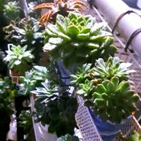 多肉植物,植物男子ベランダー,GS♪︎深夜便☆,ベランダの画像