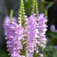ハナトラノオ,花散歩,素敵な出会いに感謝,胸キュン,陽を浴びての画像