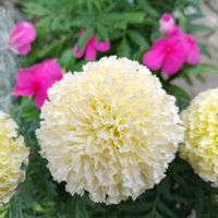 ヒャクニチソウ,マリーゴールド,乙女心,ガーデニング,夏の花の画像