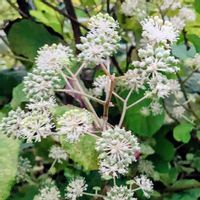 ウドの花,ウド,散歩中,いつもの散歩道,土手の法面の画像