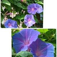 可愛い,癒される,お散歩,花のある暮らし,綺麗の画像