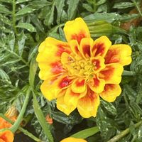 マリーゴールド,マリーゴールド,散歩,花散歩,花のある暮らしの画像