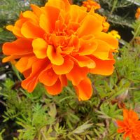 マリーゴールド,庭の花,花のある暮らし,小庭,今日のお花の画像
