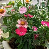 可愛い,癒される,花のある暮らし,綺麗,癒しのひと時の画像