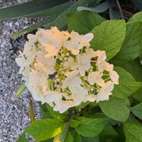 アジサイの画像