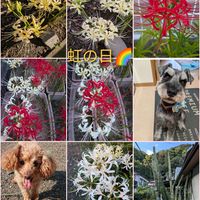 ヒガンバナ,かわいい,散歩,ガーデニング,花のある暮らしの画像