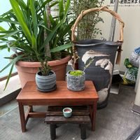 シマトネリコ,ユッカ,紅葉,紅葉,長寿梅の画像
