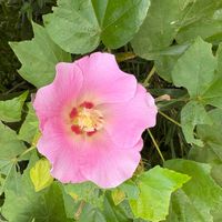 フヨウの画像