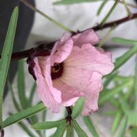 ローゼル,ハーブ,ハーブティー,種から,種から育てるの画像