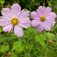 コスモス,コスモス,かわいい,開花,癒しの画像