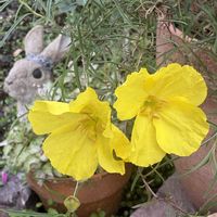 カシワバアジサイ,アナベル,咲いた！,かわいいな♡,花のある暮らしの画像