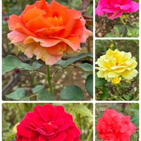バラ,ミニバラ,ミニバラ,ローズガーデン✨,花のある暮らしの画像