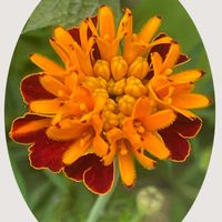 ツツジ,マリーゴールド,花のある暮らし,お花大好き♡,今日のお花の画像
