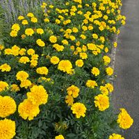 マリーゴールド,マリーゴールド,公園,鉢植え,花壇の画像
