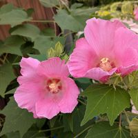 スイフヨウ,スイフヨウ,フヨウ,フヨウ,芙蓉の画像