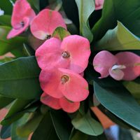 寄植え,ハンギング,月曜日はビタミンカラー,玄関アプローチ,庭の画像