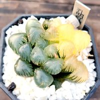 ハオルチア,ハオルチア オブツーサ,オブツーサ錦,多肉植物,ハオルチア属の画像