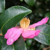 サザンカ,開花,乙女色クラブ,スライドショー♪,φ( •ω•́  )ﾌﾑﾌﾑ...ﾍﾑﾍﾑ ﾚﾝﾚﾝの画像