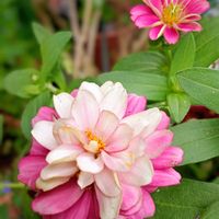 洋綿の花,メドセージ『サルビア・ガラニチカ』,癒し,ムクゲ「紫玉」,ほっこり笑顔にの画像