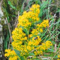 キリンソウ,黄色い花,登山,花のある暮らし,緑のある暮らしの画像