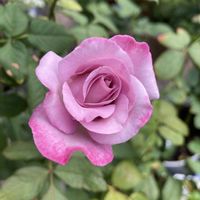 ライラックローズ,鉢植え,我が家のバラ,ライラックカラー,テラスの画像