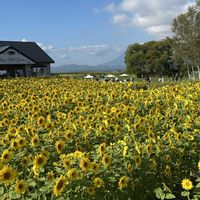 ヒマワリ,リンゴ,北海道,花っていいね,洞爺湖の画像
