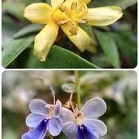 癒し,ほっこり笑顔に,能登半島地震に心寄せて…,玄関アプローチ,庭の画像
