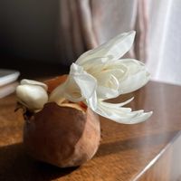 コルチカムの画像
