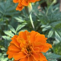 マリーゴールド,癒し,花のある暮らし,植物のある暮らし,今日のお花の画像