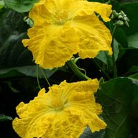 ヘチマ,ヘチマ,花のある暮らし,お散歩道の画像