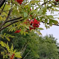 ナナカマドの画像