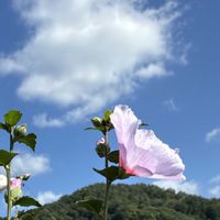 ブラシの木,ブラシの木,木槿(ムクゲ),木槿（むくげ）,秋のお彼岸の画像