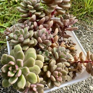 小梅(だるま姫秀麗×スプリングワンダー),多肉植物,多肉棚,多肉植物の夏越し,庭の画像