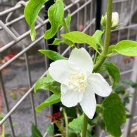 バイカウツギ,花のある暮らし,週末ガーデナー,みどりのある暮らし,おうち園芸の画像
