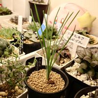 アルブカ,アルブカ スピラリス フリズルシズル,アルブカ スピラリス,成長記録,植物だいすきの画像