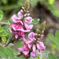 コマツナギ,コマツナギ,コマツナギ,コマツナギ,山野草の画像